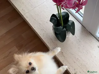 Pomeriaan honden Schattige puppy’s zoeken een nieuw thuis 🐶 - Advertentie 3