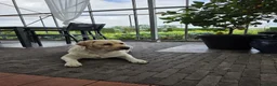 Labrador Retriever honden te koop: Prachtige blonde en zwarte labradorpups geboren! ♥ - Advertentie 16