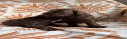 Australian Labradoodle honden te koop: Prachtige donkerbruine Australian Labradoodle reu in Halsteren - Advertentie 20