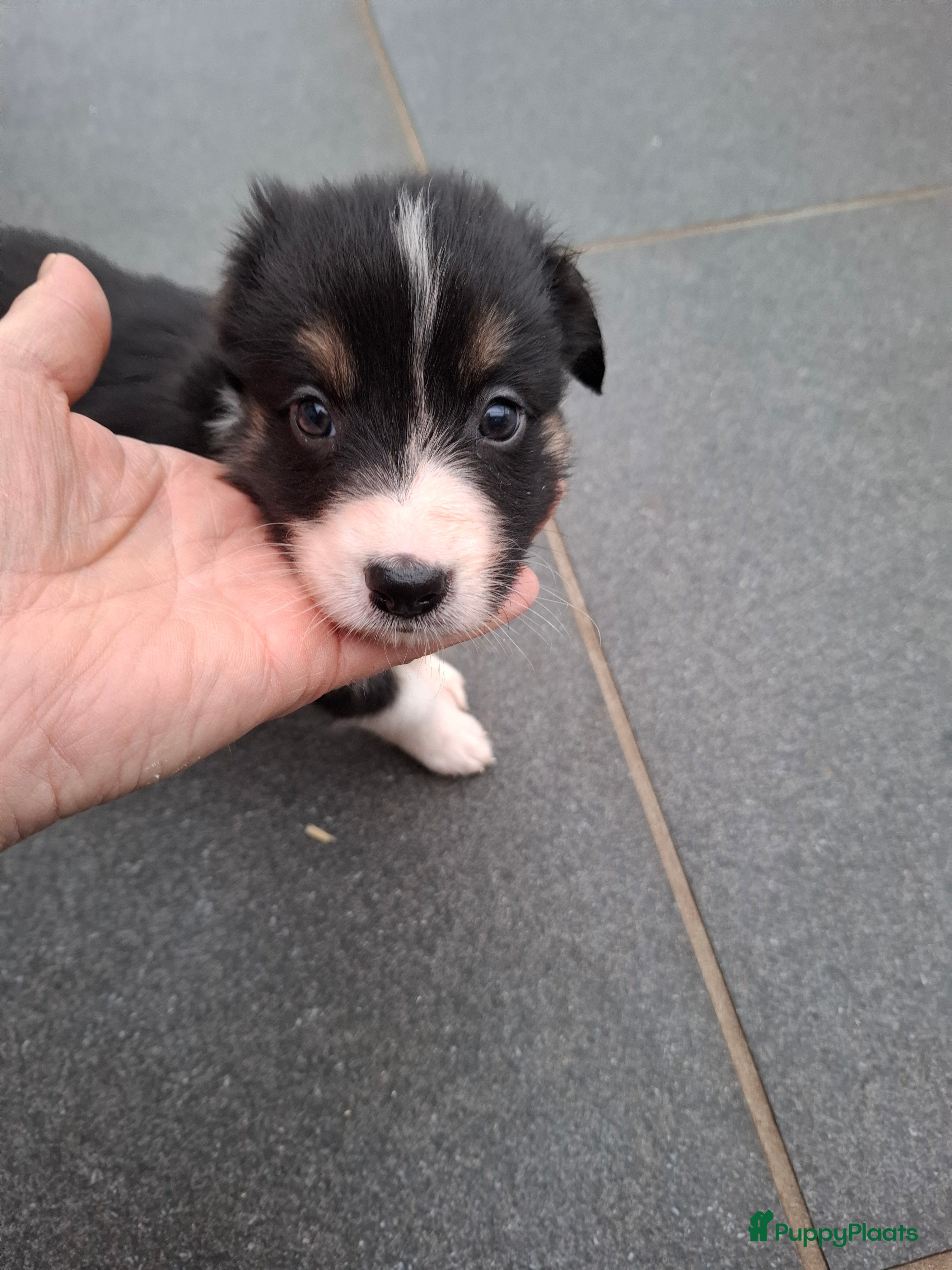 Border Collie honden bordercollie pups te koop - Advertentie 2
