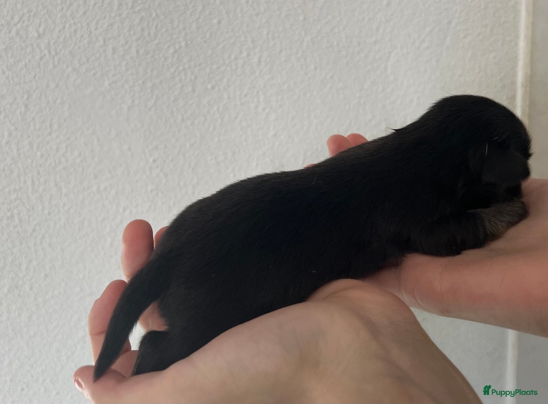 Chihuahua honden te koop: Mooie en lieve langhaar chihuahua. - Advertentie 12