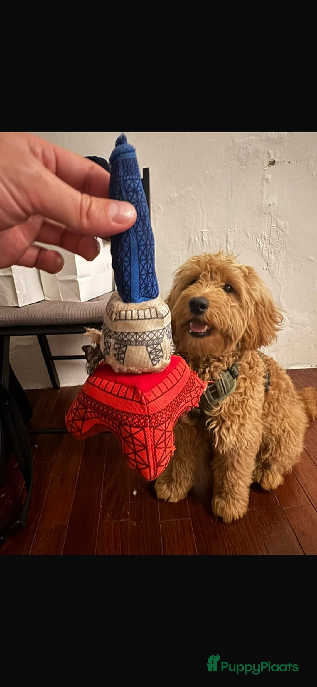 Goldendoodle honden te koop: Prachtige goldendoodle mini s  - Advertentie 16