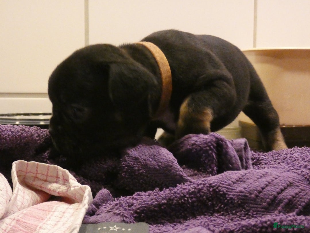 Franse Bulldog honden te koop: Fr bulldog puppy's uit geteste ouders - Advertentie 25