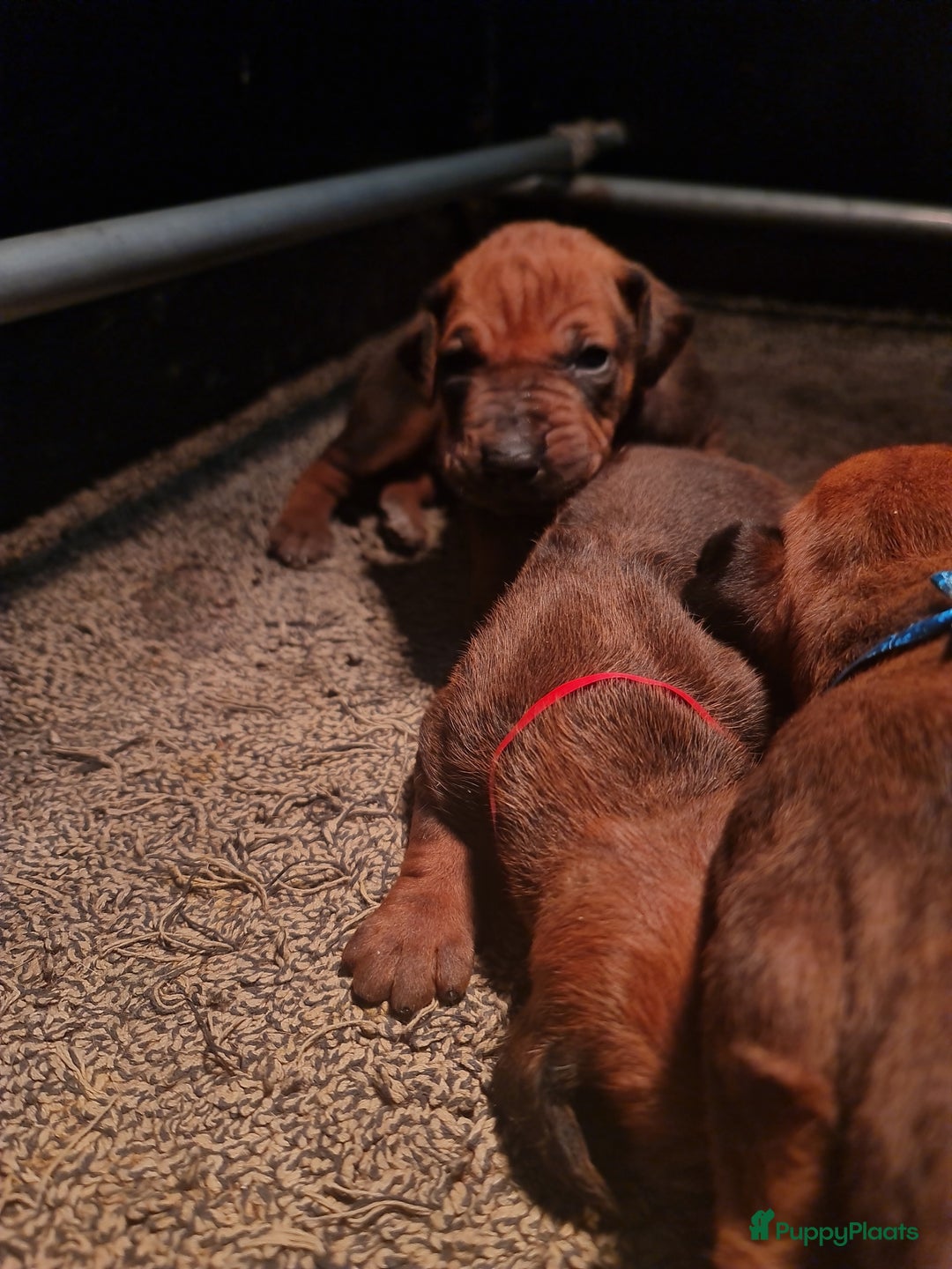 Rhodesian Ridgeback honden te koop: Rhodesian Ridgeback pups  - Advertentie 6