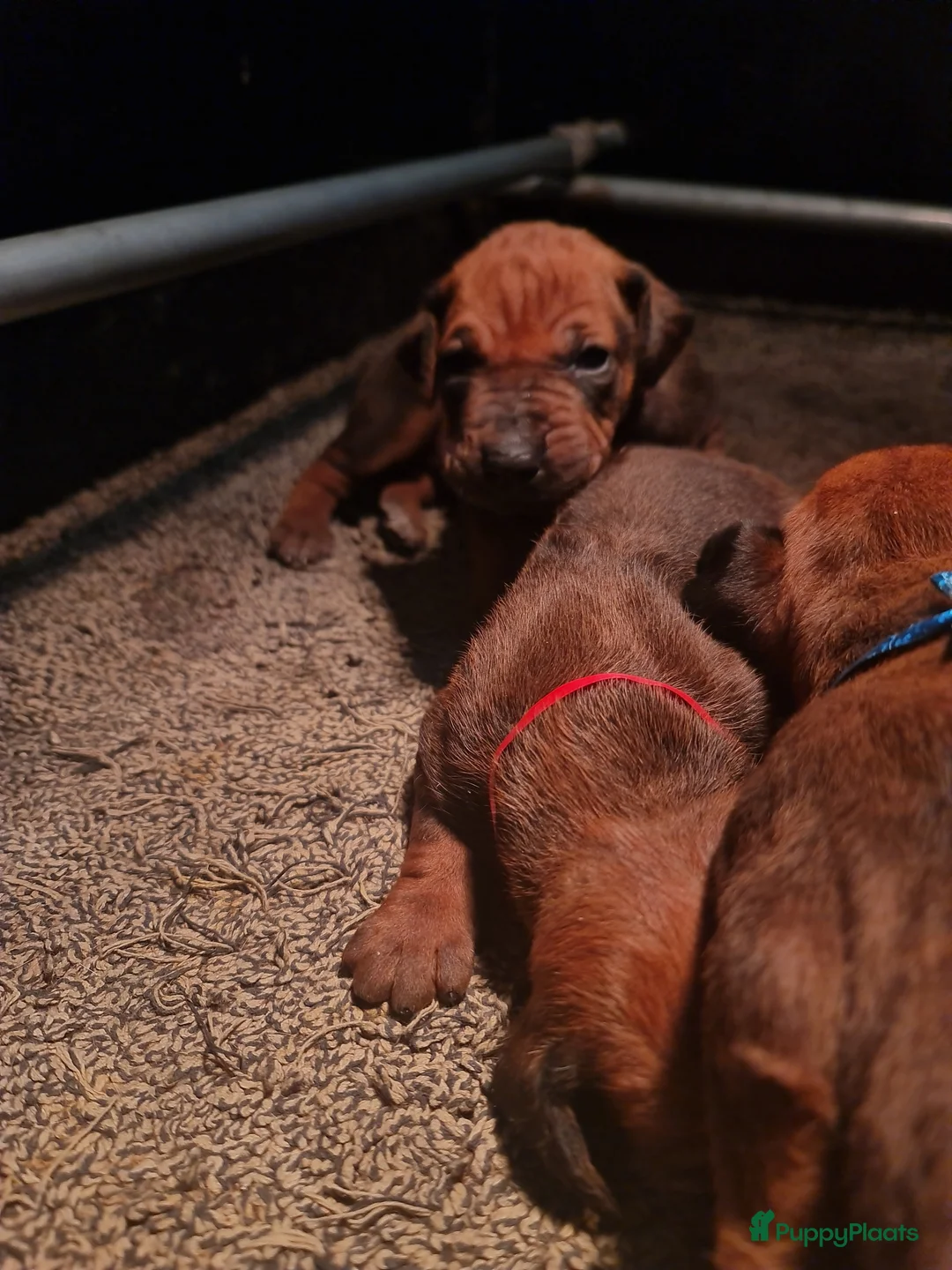 Rhodesian Ridgeback honden te koop: Rhodesian Ridgeback pups  - Advertentie 6