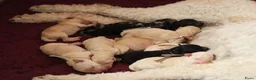 Labradoodle honden te koop: Prachtige Medium Labradoodle pups geboren  - Advertentie 9