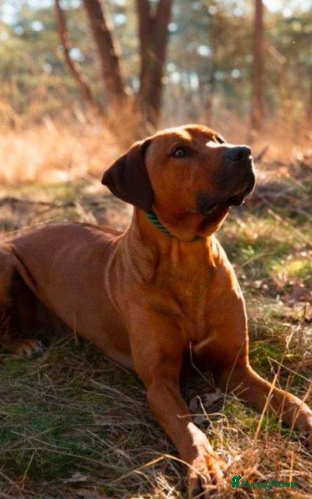 Rhodesian Ridgeback honden te koop: Mooie ridgback pups te koop in Weert - Afbeelding 5