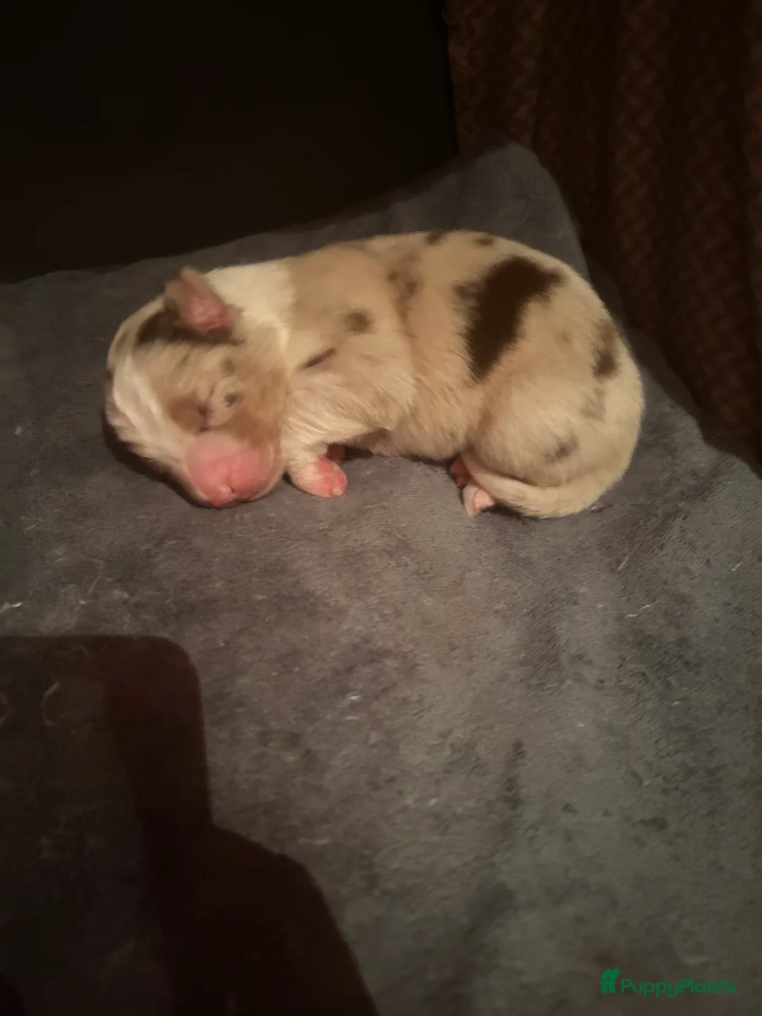 Australian Shepherd honden te koop: 100% raszuivere Australian Sheperd pups - Advertentie 1