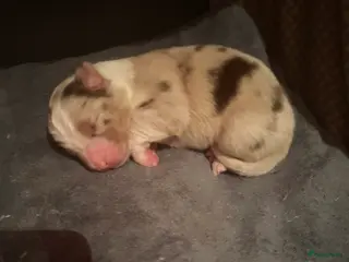 Australian Shepherd honden 100% raszuivere Australian Sheperd pups - Advertentie 1