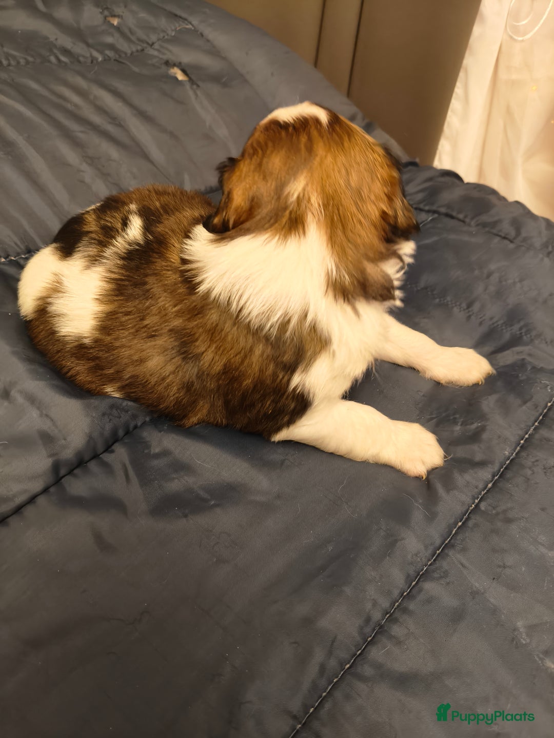 Kooikerhondje honden te koop: Lieve Kooikerpups beschikbaar reserveren nu  - Advertentie 9