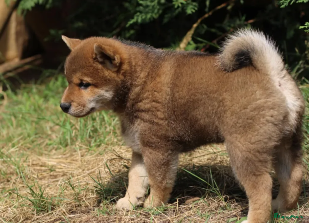 Shiba honden te koop: Shiba teefje met stamboom - Afbeelding 22