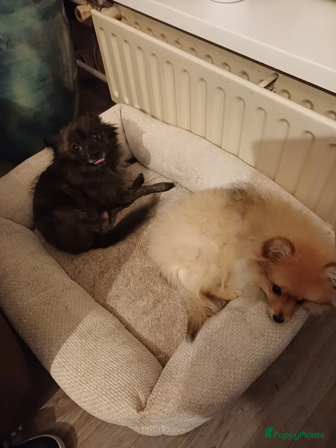 Pomeriaan honden te koop: Pomeriaan pup - Advertentie 5