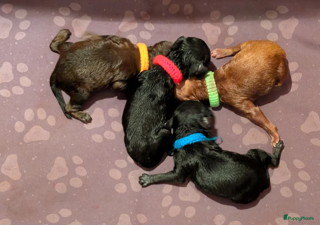 Poedel Toy honden te koop: Toypoedel puppies  - Advertentie 20