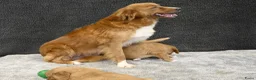 Nova Scotia Duck Tolling Retriever honden te koop: Nova Scotia Duck Tolling Retriever pups # Toller - Advertentie 29