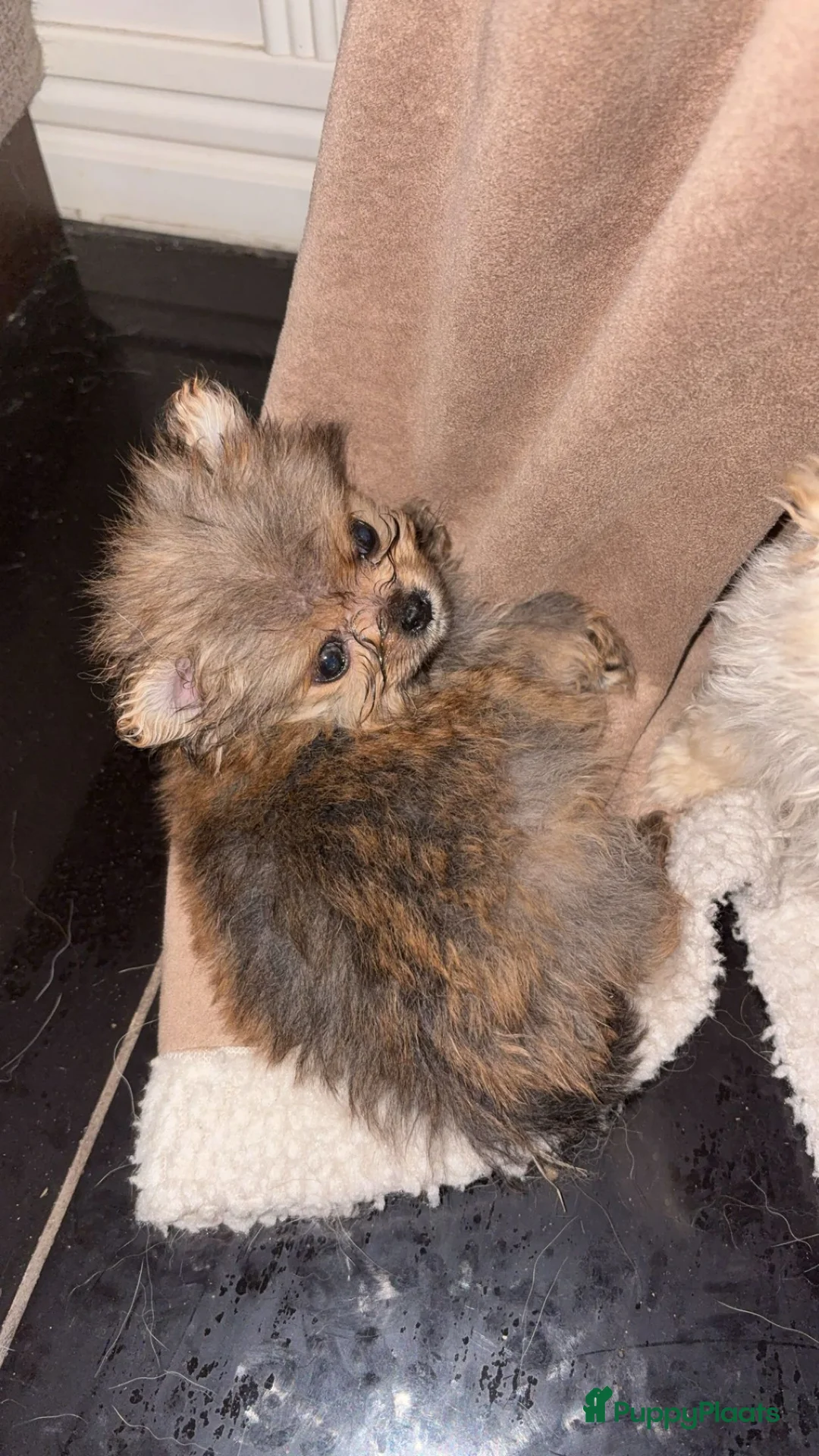 Pomeriaan honden te koop: Pomeriaan Pomeranian Pups Reutjes Geteste Ouders - Advertentie 5