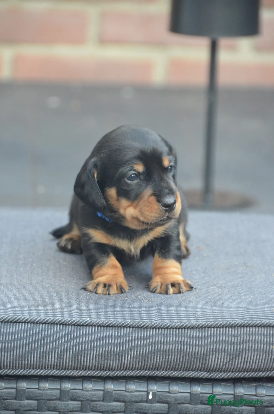 Kruising honden te koop: Standard Teckels pups - Advertentie 2