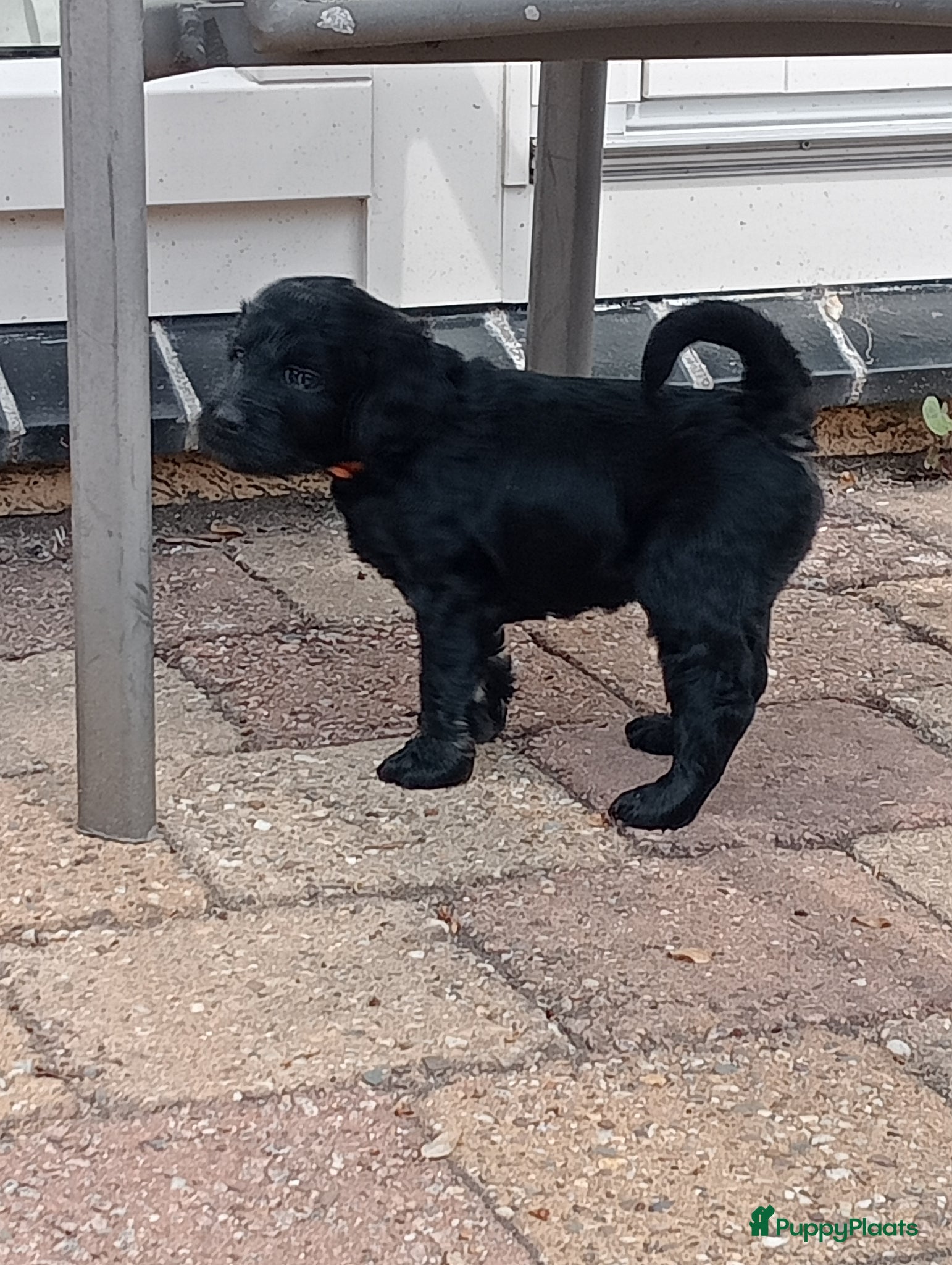 Labradoodle honden te koop: Labradoodle puppies  - Advertentie 15