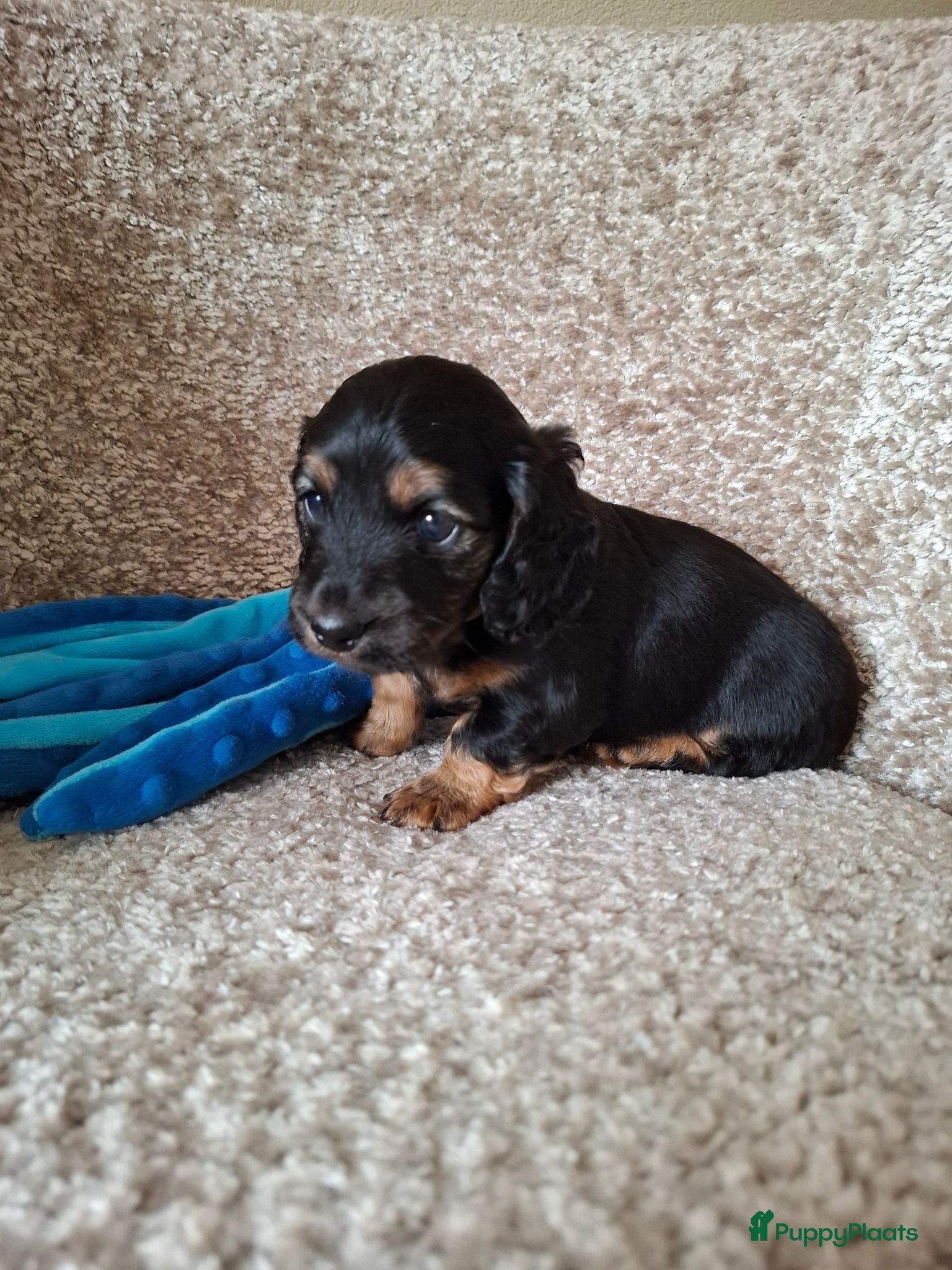Teckel (langhaar) honden Prachtige Black en Tan pups - Advertentie 2