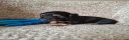 Teckel (langhaar) honden te koop: Prachtige Black en Tan pups - Advertentie 2