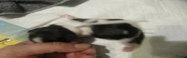 Shih Tzu 3