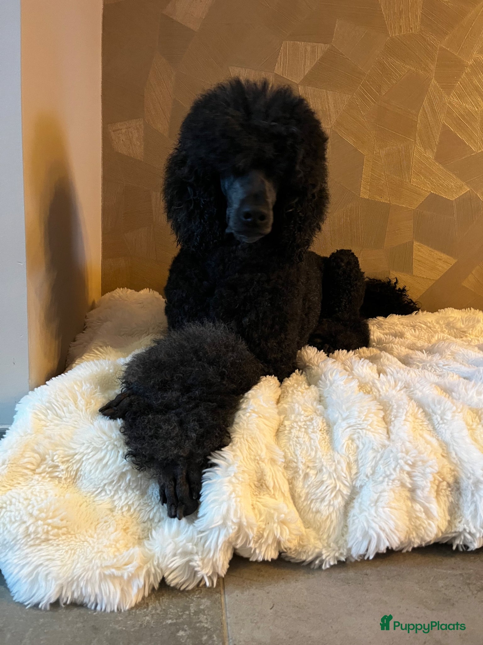 Poedel honden Koningspoedel poedel pup met stamboom  - Advertentie 1