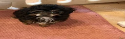 Poedel Toy honden te koop: Drie toy poedel pupjes  - Advertentie 7