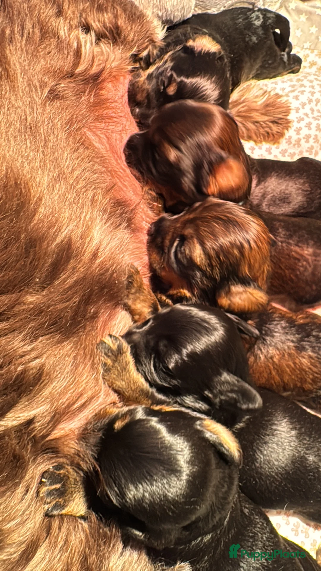 Kruising honden te koop: Yorkipoo pups te koop - Advertentie 8