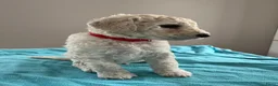 Labradoodle honden te koop: Labradoodle - Advertentie 18