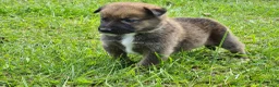 Kruising honden te koop: Heerlijke relaxed Border Collie x Mechelse Herder  - Advertentie 7