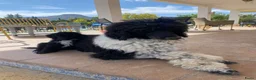 Poedel honden te koop: Prachtig mooie koningspoedel pups! - Advertentie 1