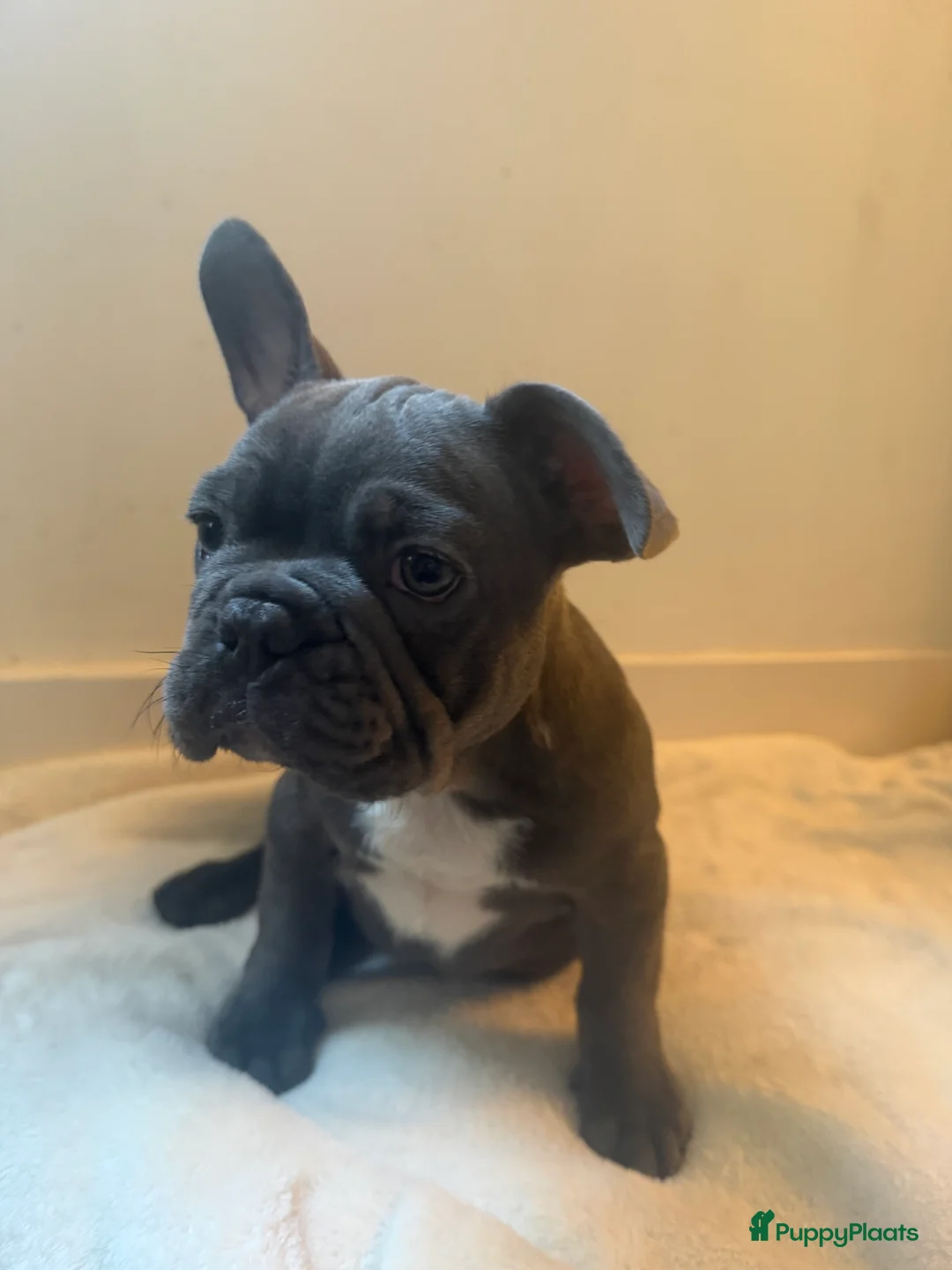 Franse Bulldog honden te koop: Prachtige Franse Bulldogs puppy’s  - Advertentie 3