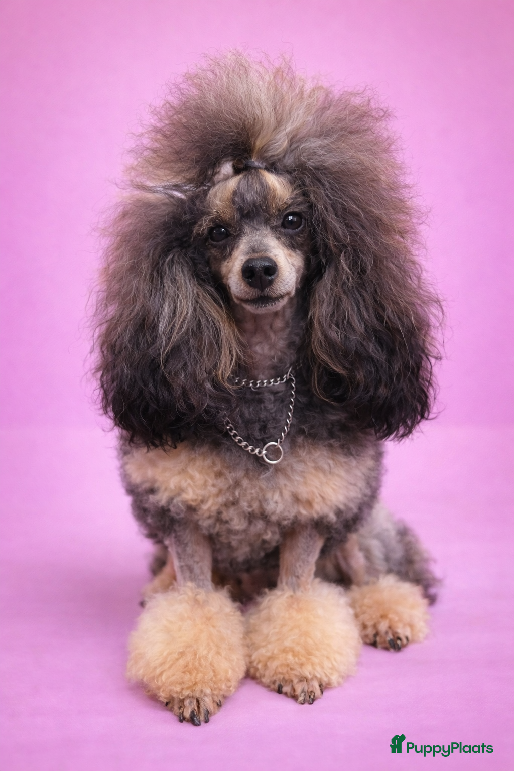 Kelly van 't Wollekopkes huus 