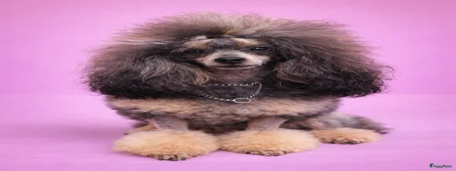 Kelly van 't Wollekopkes huus 