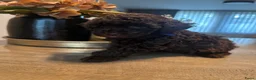 Poedel Toy honden te koop: Knappe choco toy poedel teefjes  - Advertentie 6