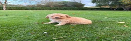 Labradoodle honden te koop: Dwergpoedel x Labradoodle pups - Advertentie 22