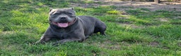 Engelse Stafford honden te koop: Engelse Staffordshire Bull terrier, Laatse Pup! - Advertentie 21
