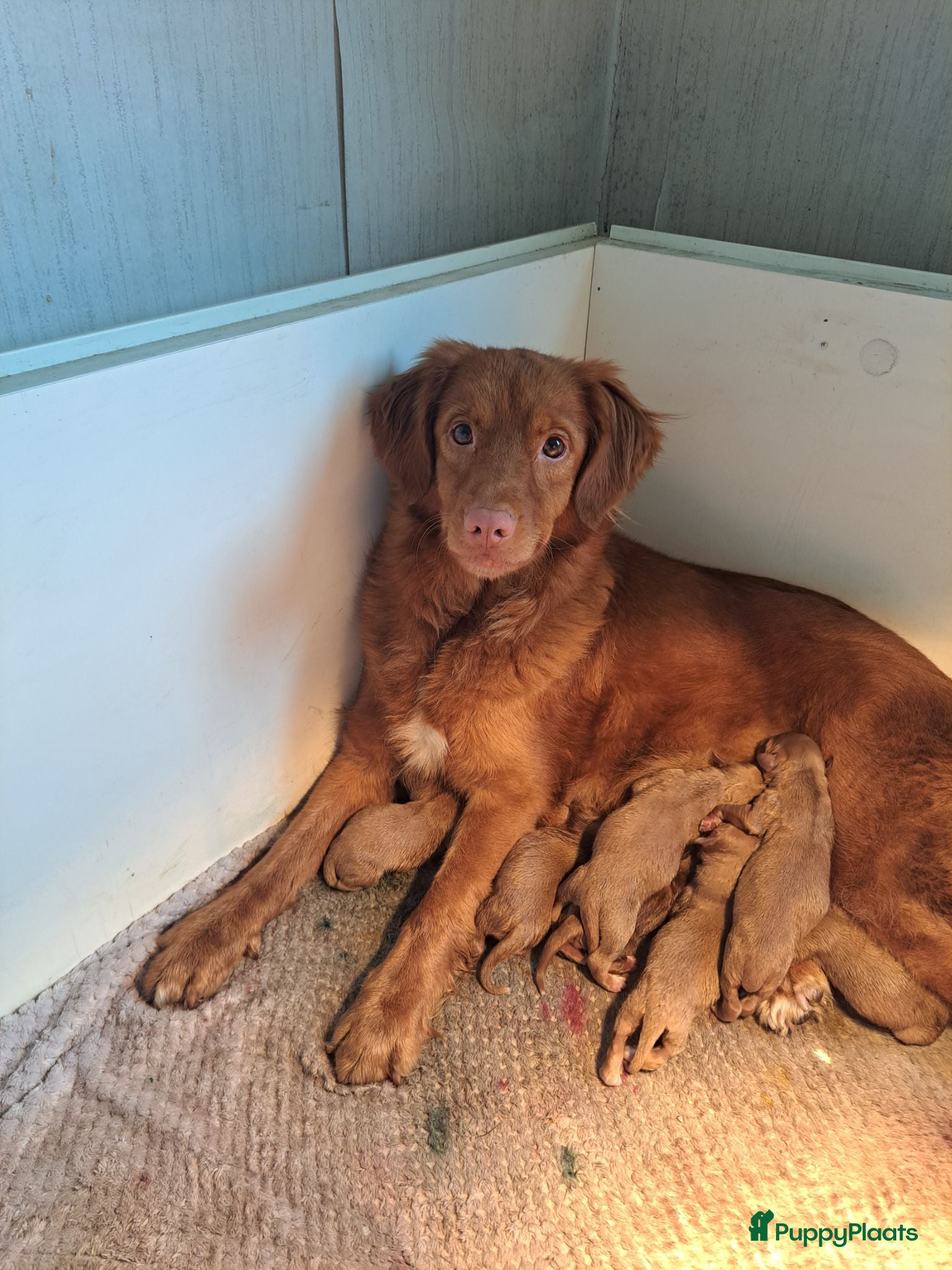 Nova Scotia Duck Tolling Retriever honden Toller pups beschikbaar! - Advertentie 1