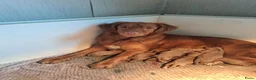 Nova Scotia Duck Tolling Retriever honden te koop: Toller pups beschikbaar! - Advertentie 1