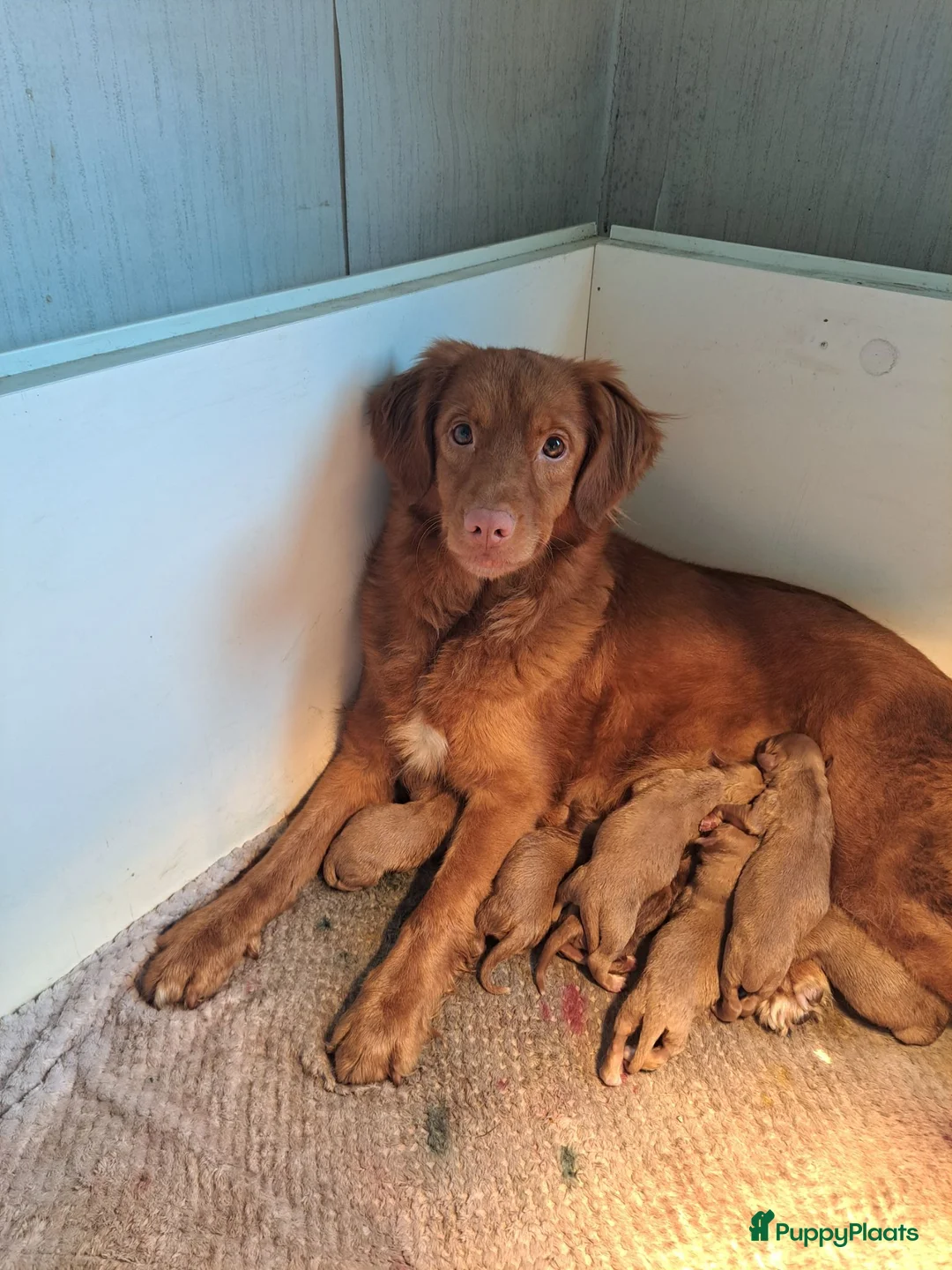 Nova Scotia Duck Tolling Retriever honden te koop: Toller pups beschikbaar! - Advertentie 1