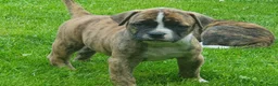 Amerikaanse Bulldog honden te koop: Mooie en gezonde Amerikaanse bulldog pups - Advertentie 9