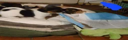 Jack Russel Terriër honden te koop: Gezonde raszuiver gefokt Jack Russel pups laagbeen - Advertentie 8