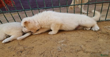 Zwitserse Witte Herdershond honden - Advertentie 4
