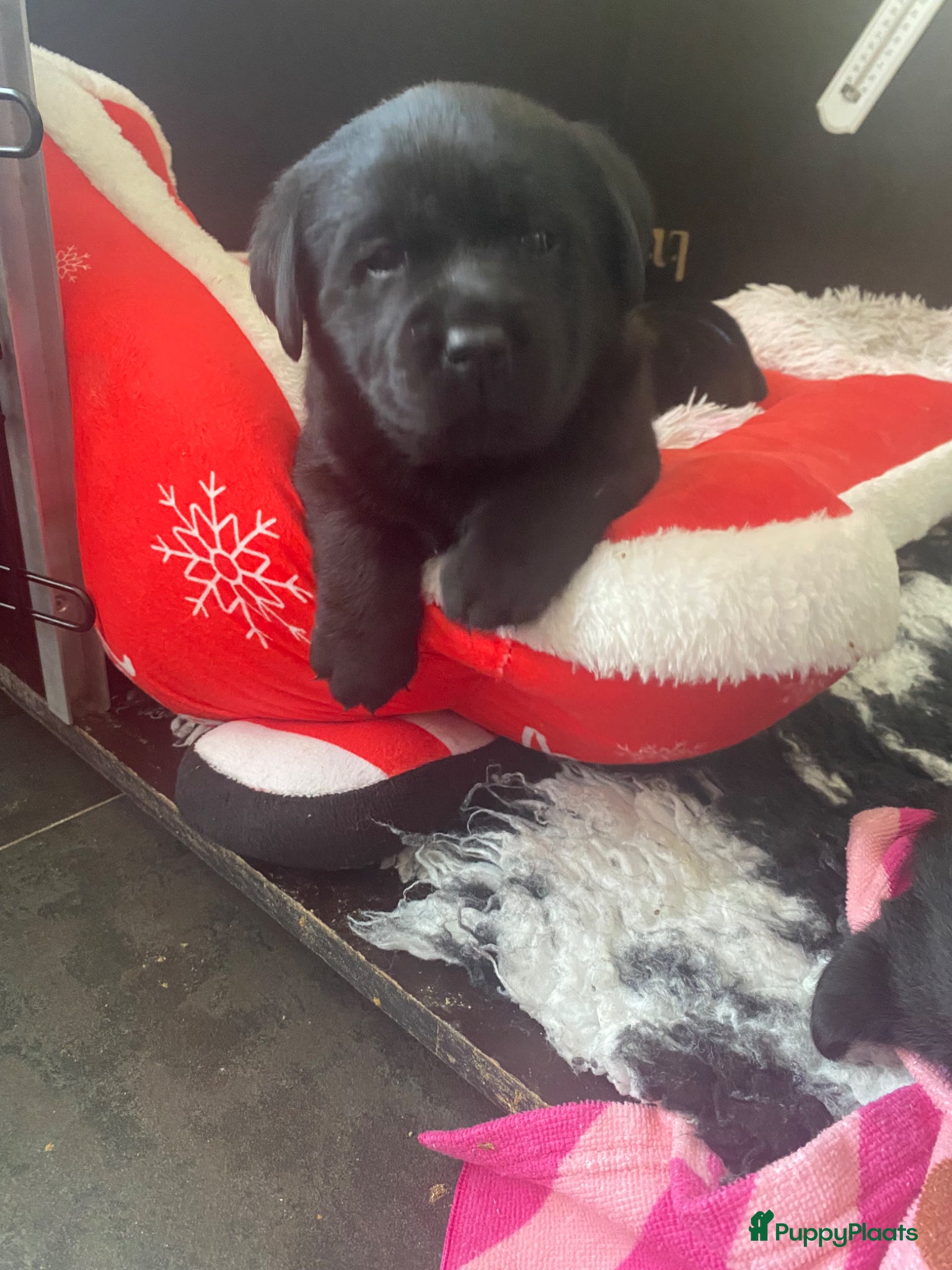 Labrador Retriever honden Labrador pups - Advertentie 1