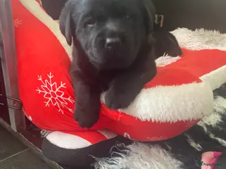 Labrador Retriever honden Labrador pups - Advertentie 1