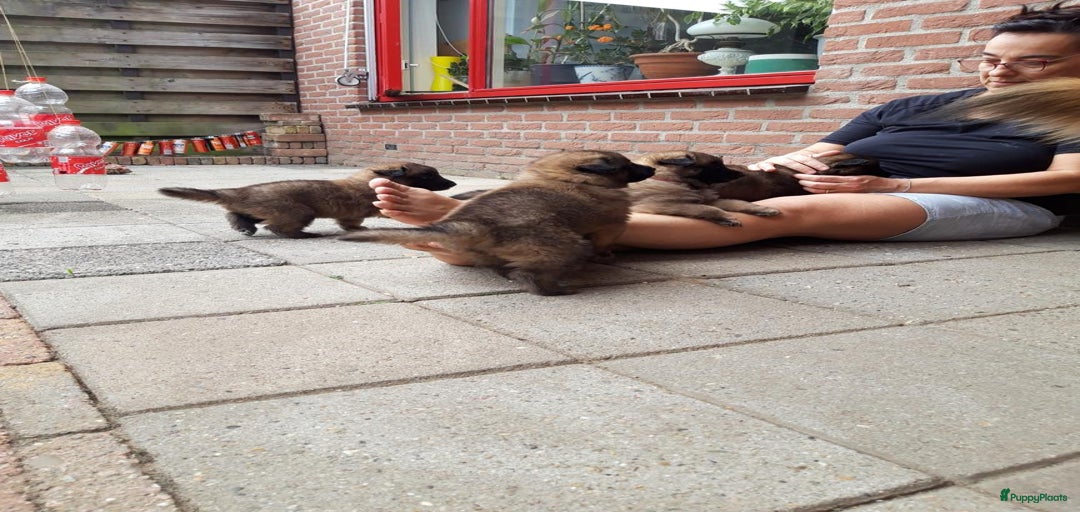 Galerij afbeelding {{count}}