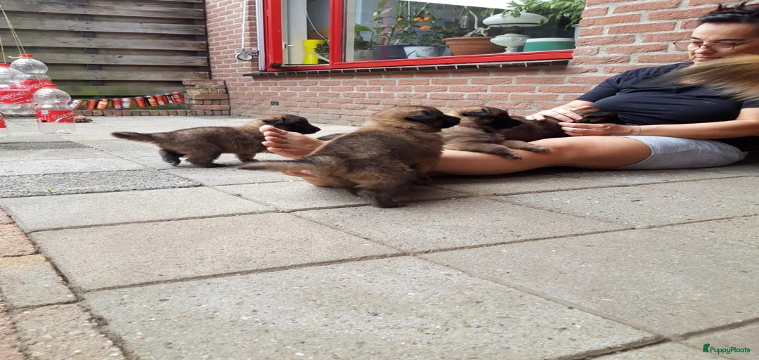 Galerij afbeelding {{count}}