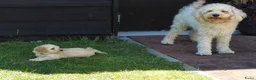 Kruising honden te koop: Lieve kruising labradoodle pups te koop! - Advertentie 3
