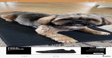 Shih Tzu honden - Advertentie 11