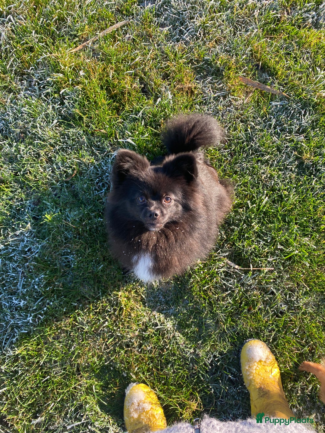 Pomeriaan honden te koop: Pomeriaan pups - Advertentie 9