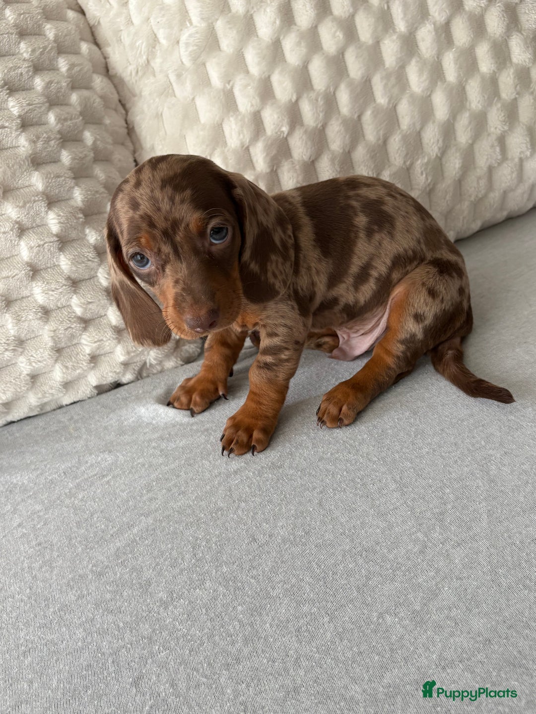 Teckel (korthaar)  honden te koop: Dwerg teckels opzoek naar gouden mandje. - Advertentie 7